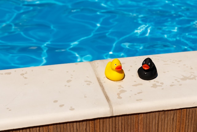 piscine canard